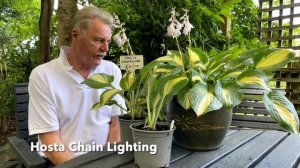 Rewela Hostas Looks at Hosta Chain Lighting