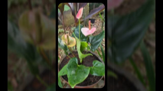 Colorful Anthurium andraeanum