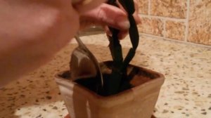 Как посадить Зигокактус