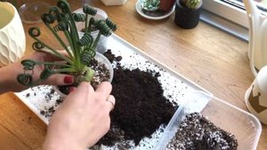 Albuca spiralis. Repotting and blooming. Альбука спиральная. Пересадка и цветение.