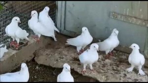 Армянские Октябрьские Голуби - ГАРЕАВИЗИ / Armenian Pigeons - GAREAVISI