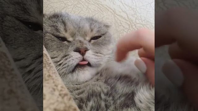 Who is the Queen of blep? Melissa the Einstein cat! | Кошка с высунутым языком покорила Интернет! смотреть онлайн