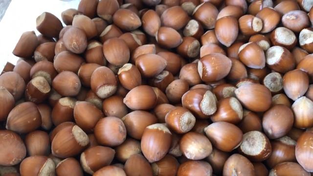 Фундук Трапезунд и сорт Коуш смотреть онлайн