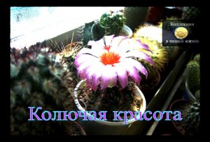 Колючая красота.mov