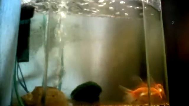 красивый хвост смотреть онлайн