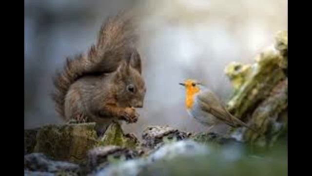 Пение птиц, звуки природы, успокаивающая музыка. смотреть онлайн