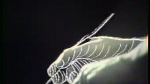 Наутилус Помпилиус — Прогулки по воде (v1, 1991)