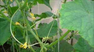 Эффективное выращивание огурцов в парнике