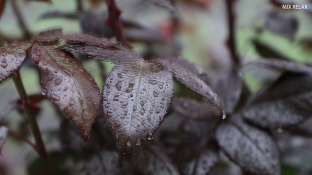Sokin musiqa asabni tinchlantiruvchi video yomgir ovozi  Звук дождя для нежный сон