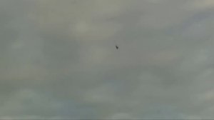 Пришлый кречет