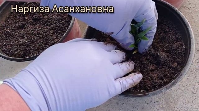 Хлорофитум и его размножение.Хлорофитум гулини купайтириш.Размножение комнатных растений и уход.