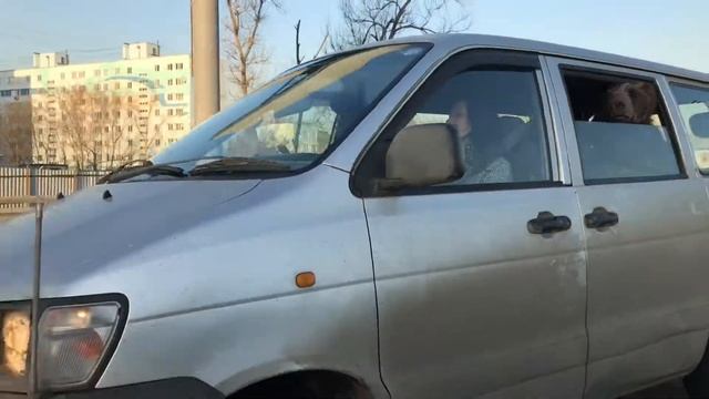 Медведь на дороге. Жестокий медведь за рулем смотреть онлайн