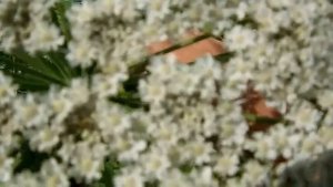 Борщевик как медонос