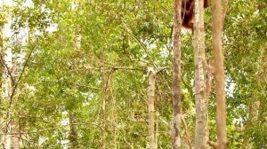 Приматы 4к.mp4