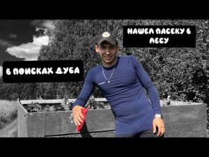 В ПОИСКАХ ДУБА/БИЗНЕС НА ВЕНИКАХ/НАШЕЛ ПАСЕКУ В ЛЕСУ