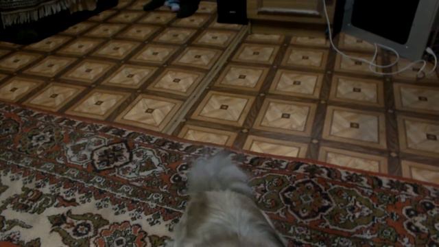 умный пекинес смотреть онлайн