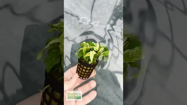 Anubias Barteri Var. GLABRA! Epic Aquarium Plant смотреть онлайн