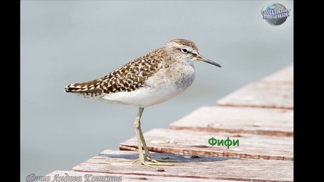 Птицы России - Фифи смотреть онлайн