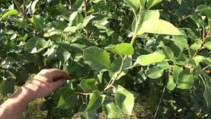 КОГДА и КАК летом ОБРЕЗАТЬ ГРУШУ. Как удерживать грушу одной высоты.