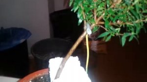 Мой первый мирт (начало формирования бонсай)