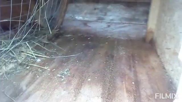 Маточник для кроликов смотреть онлайн