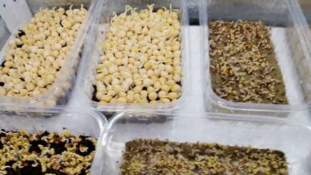 ?????МИКРОЗЕЛЕНЬ. КАК БОРОТЬСЯ С ПЛЕСЕНЬЮ, КАК ОТЛИЧИТЬ ПЛЕСЕНЬ ОТ... смотреть онлайн