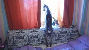Домашние животные собака просит погулять видео