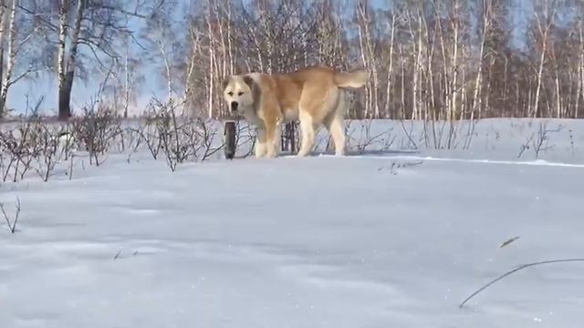 Выпускник питомника Тимерташ Юлбарс Доблестный Воин (Красноярск) 6 месяцев сын Линды и Илюши Вопро смотреть онлайн