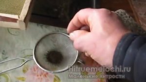 Как получить семена моркови