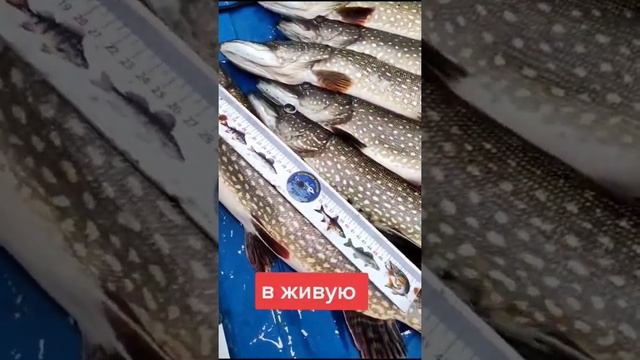 как видно щуку в эхолот