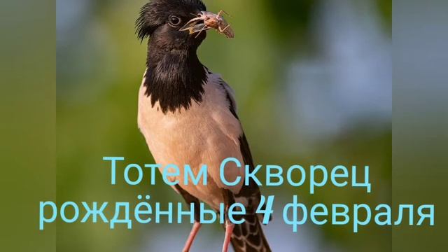 Тотем Скворец рождённые 4 февраля