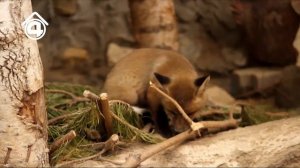 Родились лисята