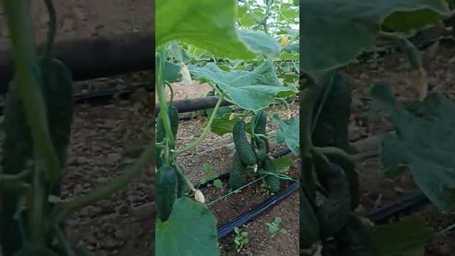 Кассиус ф1 высоко урожайный огурец. смотреть онлайн