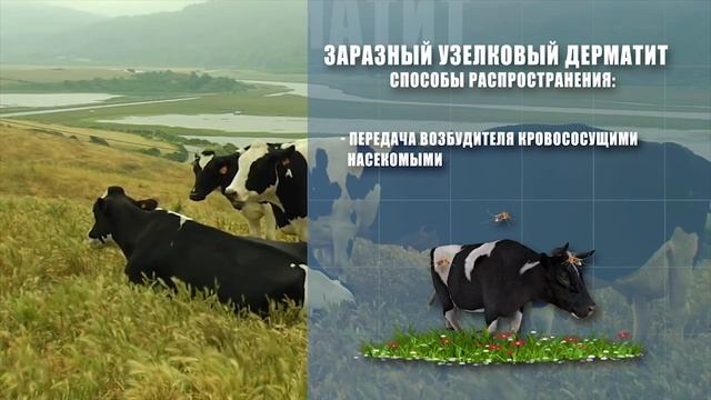 Заразный узелковый дерматит