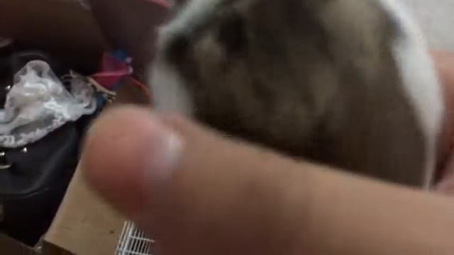 У и Cookie:мой хомяк!!! :D 🐾 смотреть онлайн