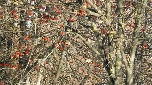 Биосфера. Щеглы в зимнем январском парке. Фантастическая картина. смотреть онлайн