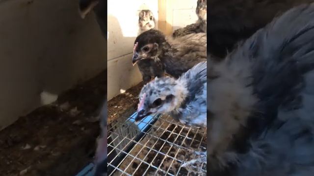 Голубой доминант! Цыплятам один месяц! Мешанка цыплятам! смотреть онлайн