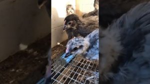 Голубой доминант! Цыплятам один месяц! Мешанка цыплятам!