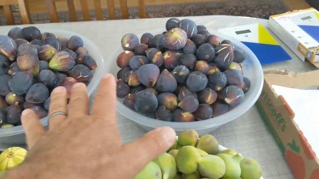 #инжир #figs Сбор основного урожая инжира. Около 18 килограммов.