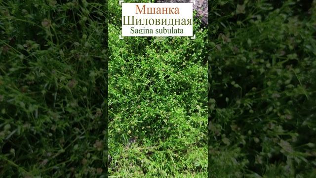 Мшанка шиловидная (Sagina subulata).?