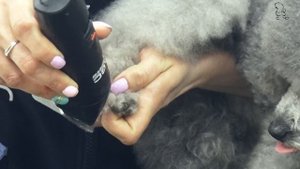 Факультатив!!! "Пуделиная лапа". Основные моменты исполнения.