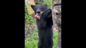 МЕДВЕДЬ УЧИТСЯ НАПАДАТЬ НА ЧЕЛОВЕКА /как напугать медведя.