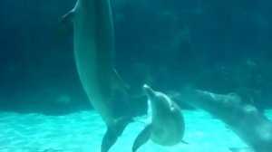 Dolphins Mating.