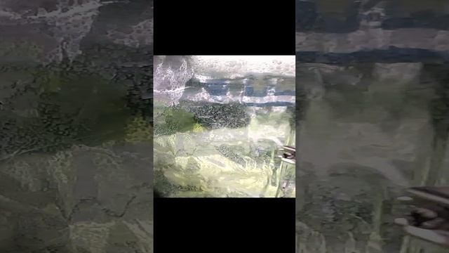 Домашний огород