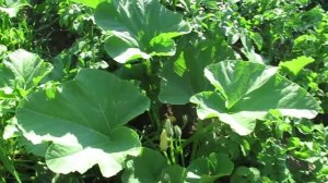 Почему тыква цветет а завязи мало: тыквы в открытом грунте на 12 июля