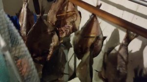 Засолка, сушка и холодное копчение леща, щуки.