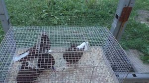 Красные белохвостые голуби ч 19