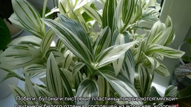 Традесканция — виды ампельных растений Андерсон, Зебрина и другие