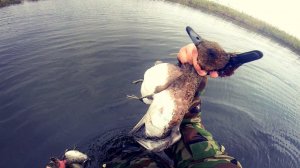 Охота на утку в старом заветном месте. Первая северная утка. Иж-43. МР-153.