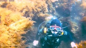 Diving in Black Sea. Ныряем с аквалангом при температуре воды +10с!
